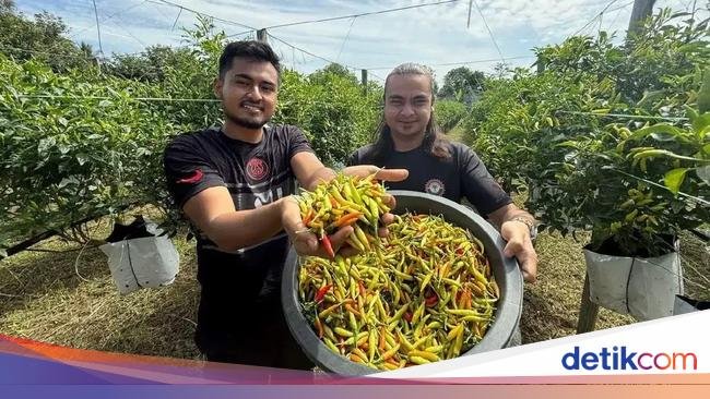 Teknisi Kini Jadi Petani Cabai, Penghasilannya Bisa Ratusan Juta Sebulan!