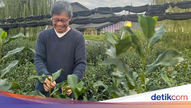 Seru! Ada Taman Hiburan untuk Belajar Teh Langsung di Kyoto