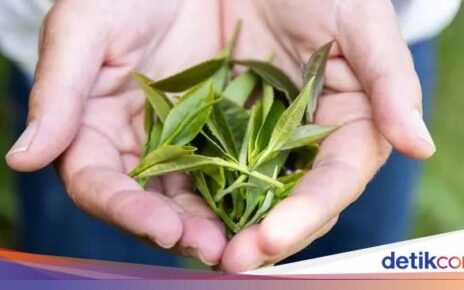 Keren! Ilmuwan Uji Coba Tanam Teh di Luar Angkasa