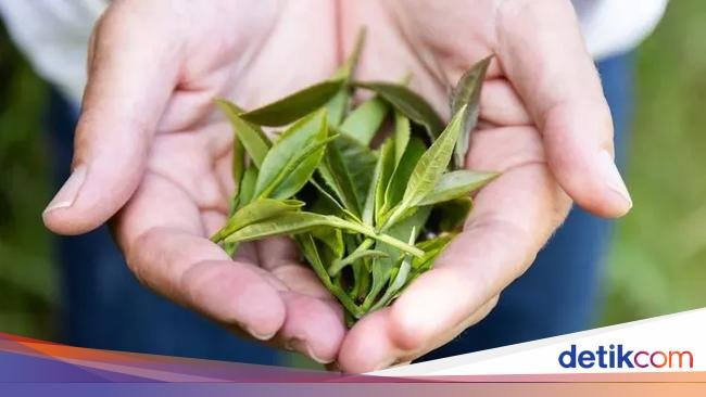 Keren! Ilmuwan Uji Coba Tanam Teh di Luar Angkasa