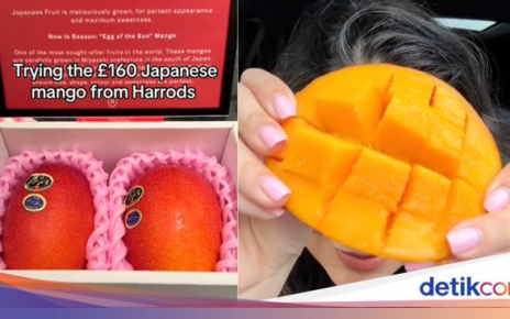 Wah! Rasa Mangga Jepang Seharga Rp 3,5 Juta Bikin Takjub
