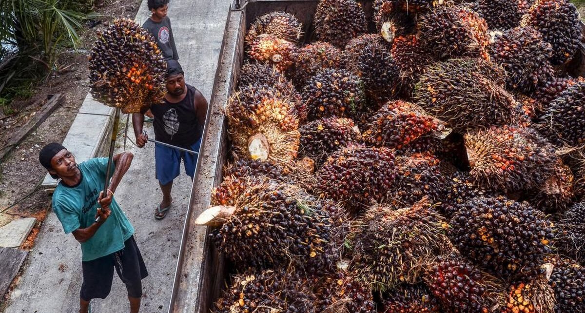 Ekspor Batu Bara RI Anjlok, CPO dan Turunan Melambung per Mei 2025