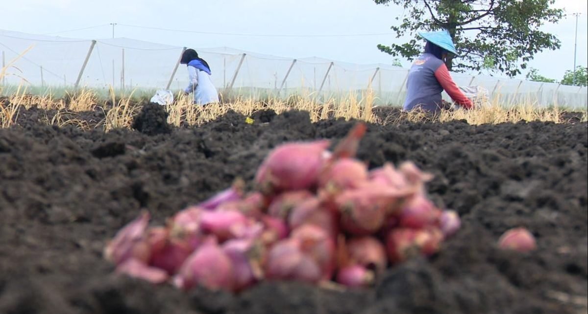 Kisah Kelompok Tani Watuwungkuk Naik Kelas Berkat Sentuhan BI Malang