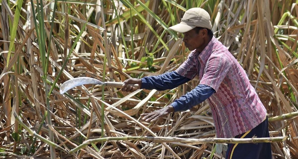 Mentan Mau Bongkar 500 Ribu Ha Lahan Petani Imbas Tebu Kurang Manis