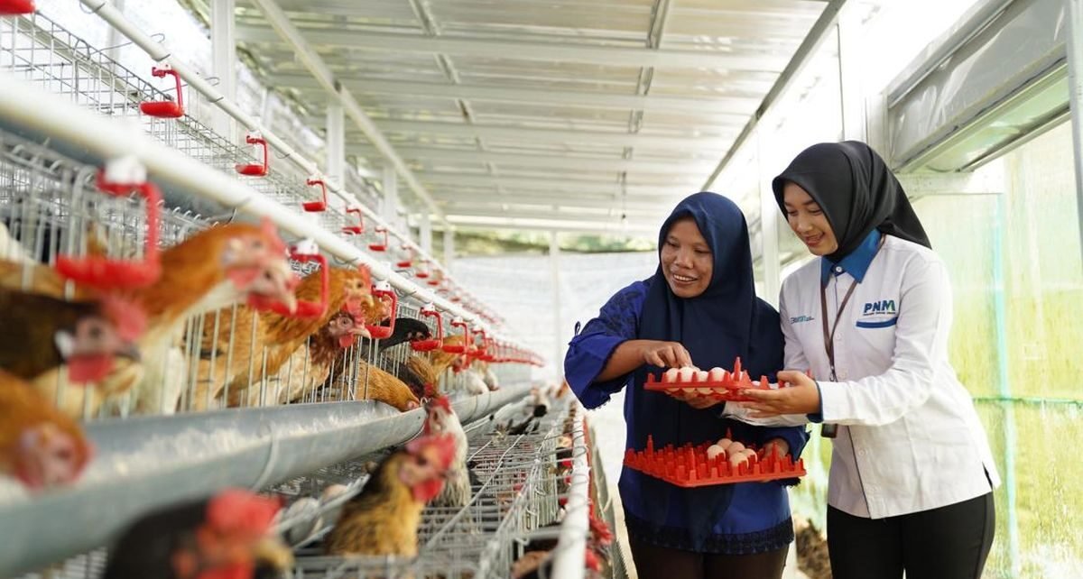 Perkuat Ekonomi dan Pangan, PNM Bagikan 240 Ekor Ayam Petelur