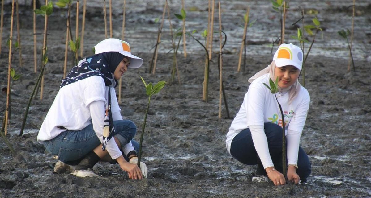 BNI Bangun Masa Depan via Mangrove, Sokong Ekosistem & Ekonomi Pesisir