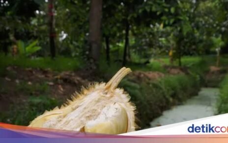 5 Fakta Durian Kanyao, Durian Mahal yang Pernah Terjual Rp 680 Juta