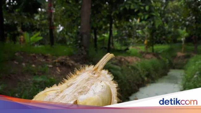 5 Fakta Durian Kanyao, Durian Mahal yang Pernah Terjual Rp 680 Juta
