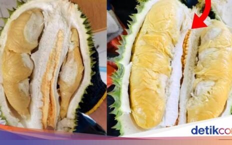 Kembaran Musang King, Ini Durian Musang Queen yang Tak Kalah Enak