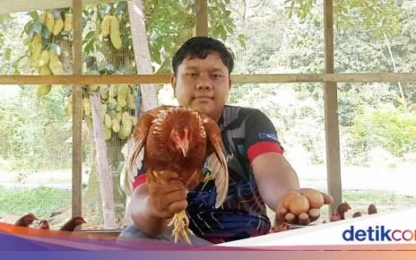 Cuan! Pria Ini Bisa Raup Rp 45 Juta Sebulan Hasil Ternak Ayam