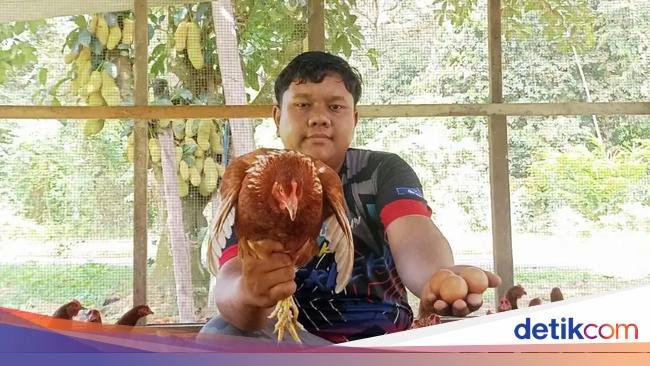 Cuan! Pria Ini Bisa Raup Rp 45 Juta Sebulan Hasil Ternak Ayam