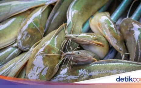 Catat! 5 Jenis Ikan yang Murah Harganya tapi Bernutrisi Tinggi