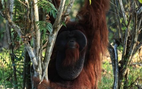 Pertamina Group Garap Konservasi Orang Utan di Kalimantan Timur
