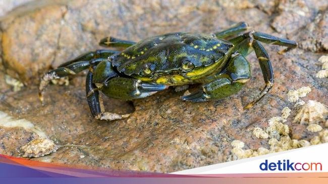 Tragis! Pria Tewas Usai Tertusuk Kepiting Hijau yang Hendak Dimasak