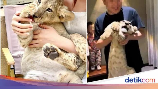 Restoran di China Panen Kritik Usai Tawarkan Ngeteh Bareng Anak Singa