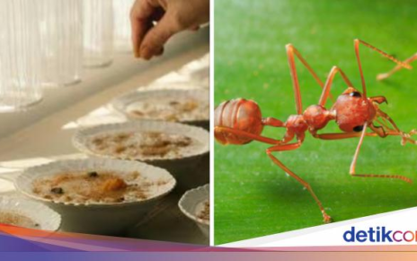 Restoran Michelin Kena Masalah usai Sajikan Makanan dengan Hiasan Semut