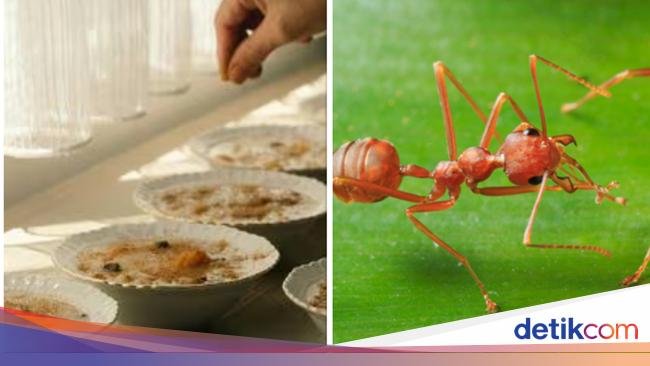 Restoran Michelin Kena Masalah usai Sajikan Makanan dengan Hiasan Semut