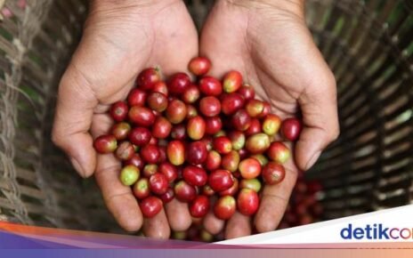 5 Fakta Liberika Sendoyan, Kopi khas Kalimantan Barat yang Unik