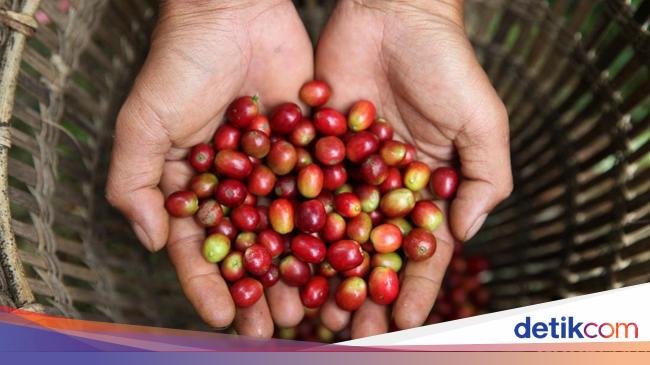 5 Fakta Liberika Sendoyan, Kopi khas Kalimantan Barat yang Unik