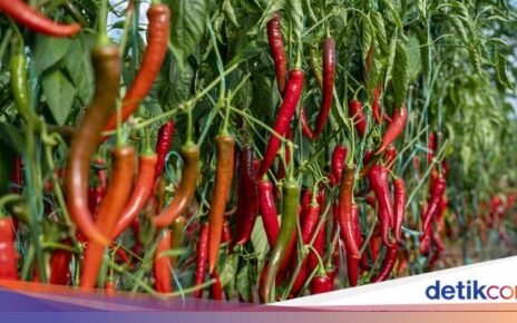 Kisah Perjalanan Cabe, Si 'Buah Berry' Pedas yang Dicicipi Colombus