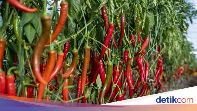 Kisah Perjalanan Cabe, Si 'Buah Berry' Pedas yang Dicicipi Colombus