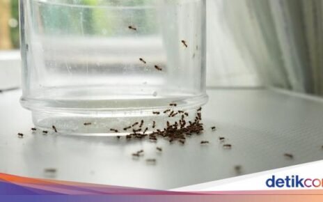 Catat! 5 Cara Gampang Cegah Semut Berkerumun di Dapur