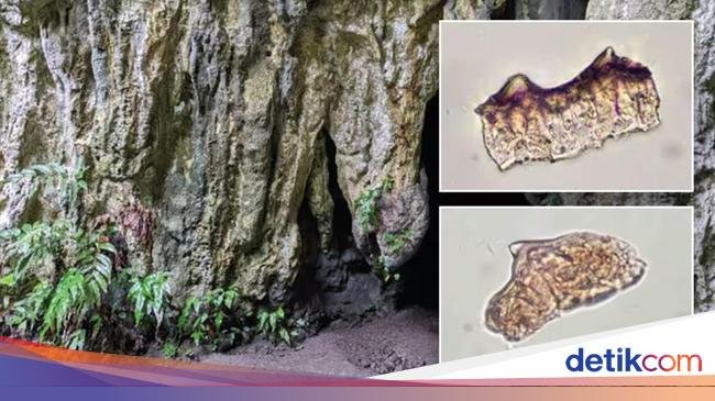 Wow! Jejak Beras Kuno Berusia 3.500 Tahun Baru Ditemukan