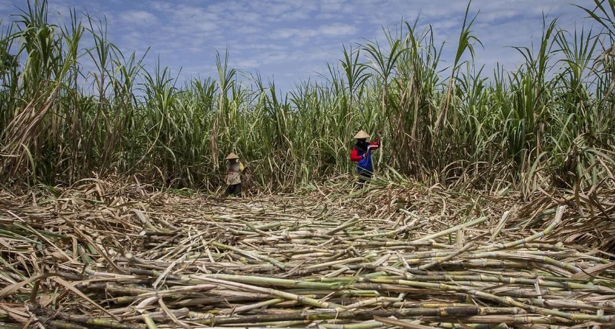 Puluhan Ribu Ton Gula Tak Terserap, Petani Tebu Jatim Ancam Mogok