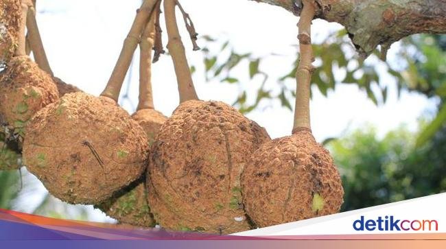Unik! 10 Jenis Durian Ini Bentuk dan Daging Buahnya Berbeda