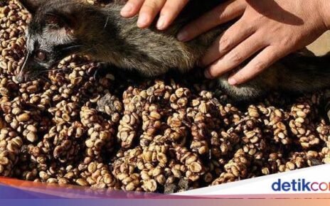 5 Kopi Termahal Asal Indonesia, Ada yang Sampai Rp 21 Juta per Kg