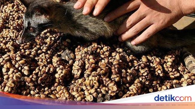 5 Kopi Termahal Asal Indonesia, Ada yang Sampai Rp 21 Juta per Kg