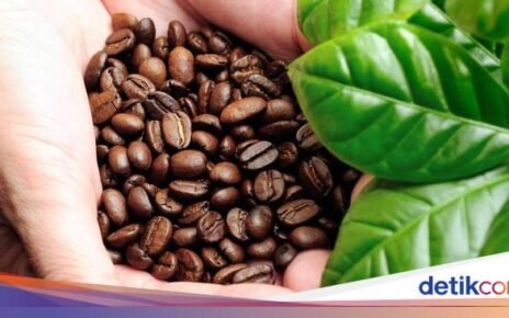 5 Kopi Indonesia dengan Karakteristik Istimewa, dari Sumatera hingga Bali