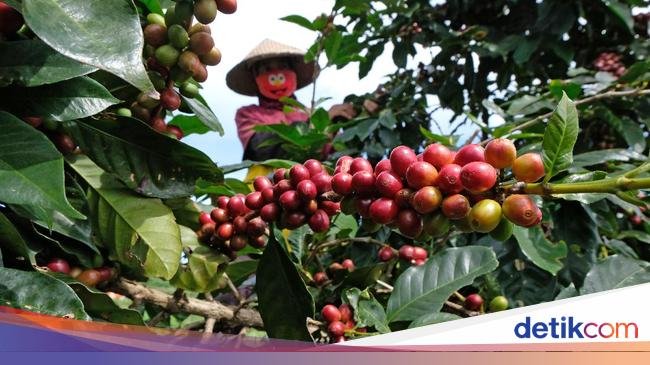 Fakta Kopi Bajawa, Kabanggaan Orang Flores yang Terancam Punah