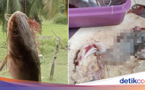 Ngeri! Pria Temukan Tangan Putus di Perut Ikan yang Mau Dimasak