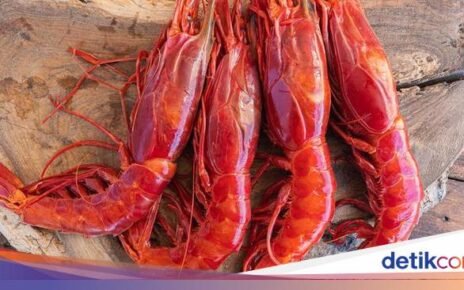 3 Fakta Udang Carabineros, Udang 'Sultan' Rp 450 Ribu per Ekor