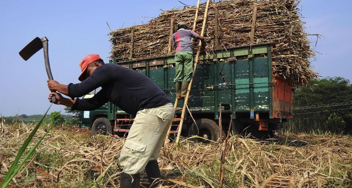 Danantara Serap 40 Ribu Ton Gula Petani yang Tak Laku di Pasar