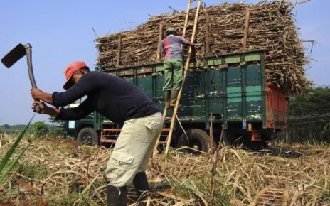 Danantara Serap 40 Ribu Ton Gula Petani yang Tak Laku di Pasar