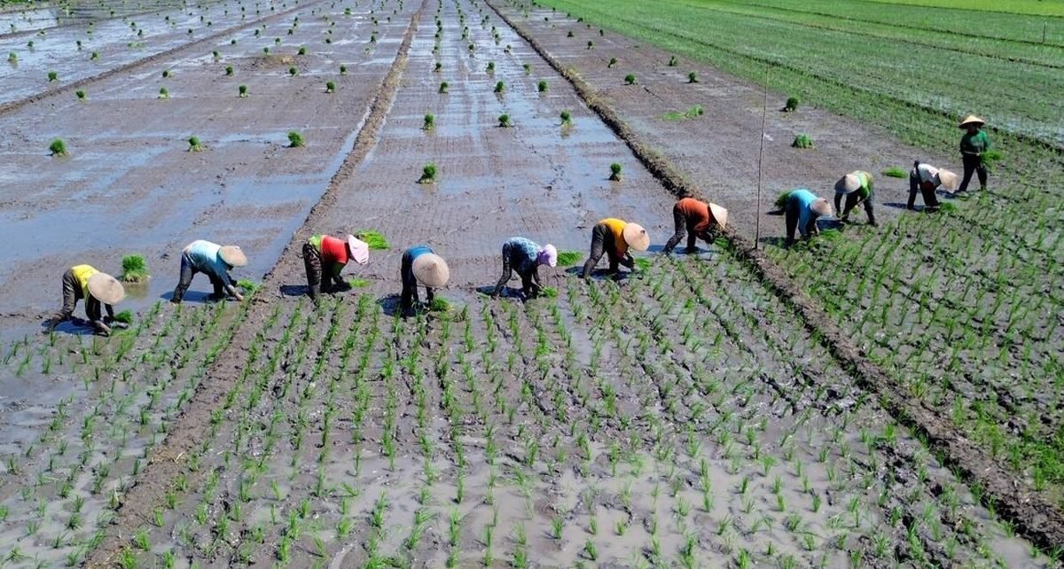 Menteri ATR Setop Sementara Terbatas Izin Alih Fungsi Lahan Sawah