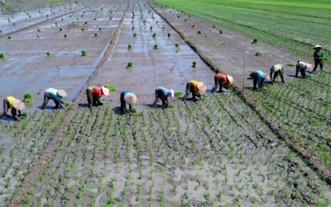 Menteri ATR Setop Sementara Terbatas Izin Alih Fungsi Lahan Sawah