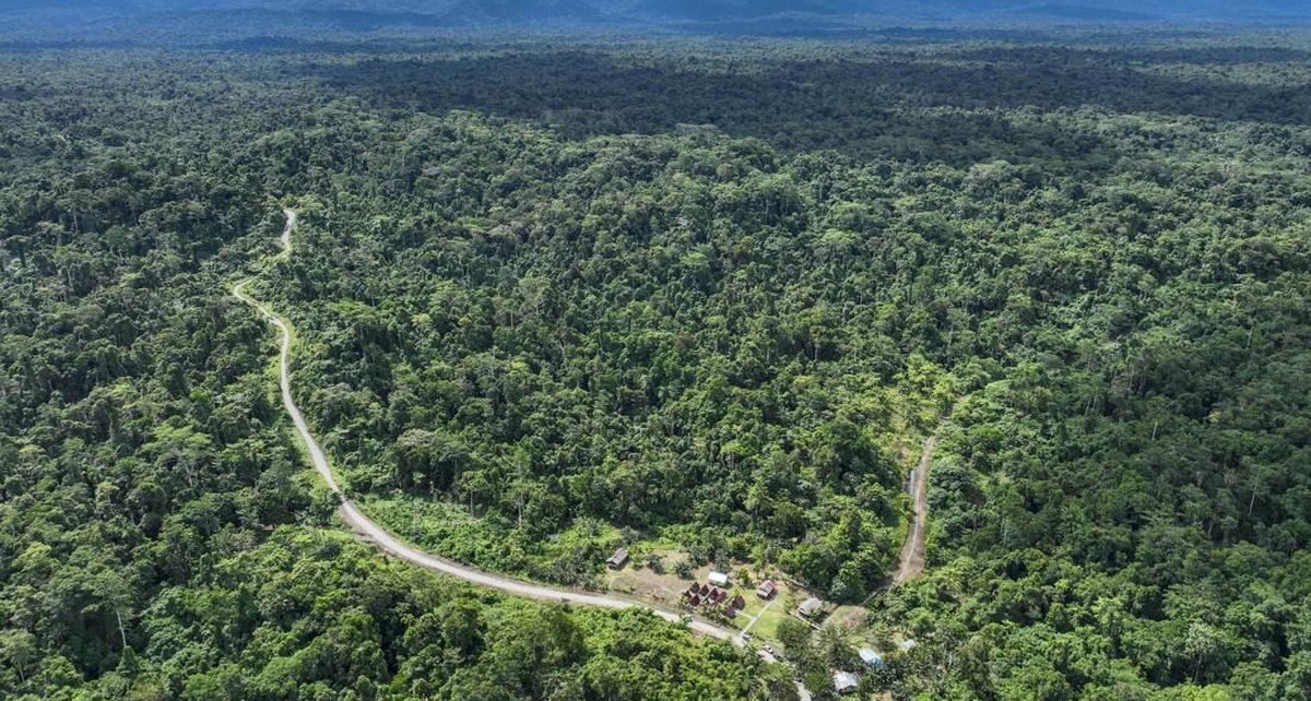 Pemerintah Mau Sulap 481 Ribu Ha Hutan Papua Jadi Kawasan Food Estate