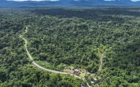 Pemerintah Mau Sulap 481 Ribu Ha Hutan Papua Jadi Kawasan Food Estate
