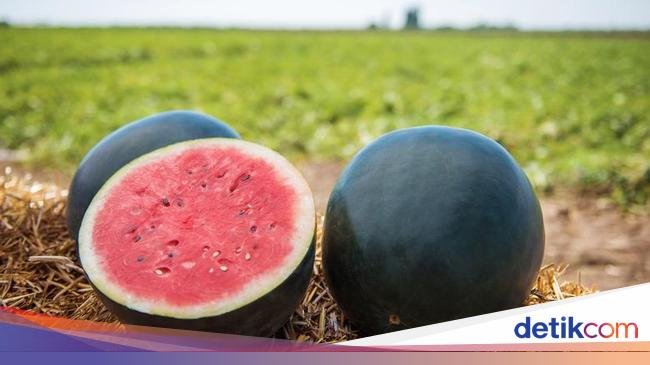 Mengenal Black Diamond, Varietas Semangka Unik Berkulit Gelap