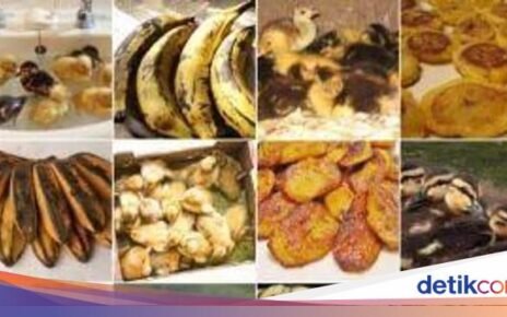 Gemas! 10 Potret Hewan Menyerupai Makanan, Ada Cokelat dan Ayam Goreng