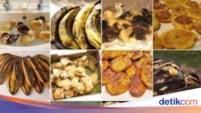 Gemas! 10 Potret Hewan Menyerupai Makanan, Ada Cokelat dan Ayam Goreng