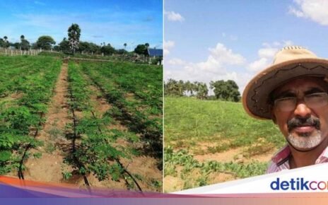 Banting Setir Jadi Petani, Ilmuwan Ini Sukses Bikin Harga Jual Kelor Melesat!