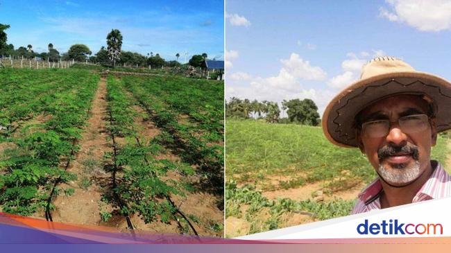 Banting Setir Jadi Petani, Ilmuwan Ini Sukses Bikin Harga Jual Kelor Melesat!