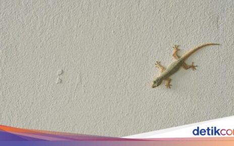 Cicak Bikin Risih? Coba 5 Bahan Dapur Ini untuk Usir Cicak Secara Alami