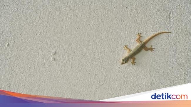 Cicak Bikin Risih? Coba 5 Bahan Dapur Ini untuk Usir Cicak Secara Alami
