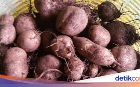 Kentang Jembut Masuk KBBI, Ini 5 Fakta Unik Umbi Lokal yang Namanya Unik
