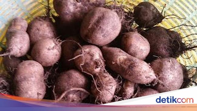 Kentang Jembut Masuk KBBI, Ini 5 Fakta Unik Umbi Lokal yang Namanya Unik